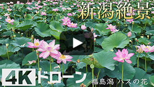 福島潟 ハスの花