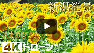 八米のひまわり畑