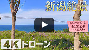 佐渡見平コスモス畑