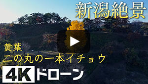 黄葉 二の丸の一本イチョウ