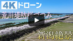 荒川堤防桜づつみ