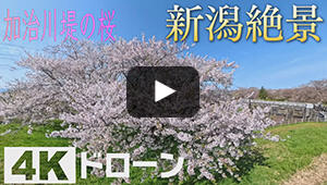加治川堤の桜