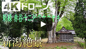 新緑 赤谷十二社の大ケヤキ