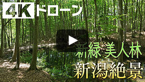 新緑 美人林