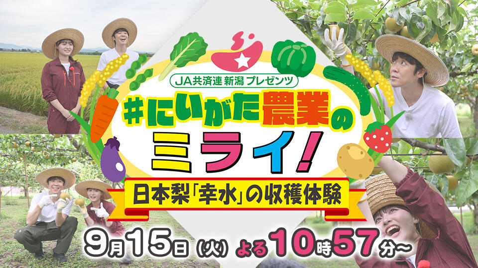 JA共済連新潟プレゼンツ #にいがた農業のミライ! 日本梨「幸水」の収穫体験